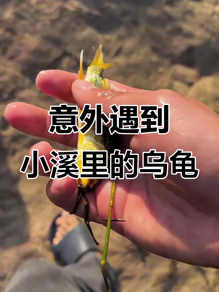 小溪边发现神秘乌龟和鲤鱼,抓捕过程惊险有趣