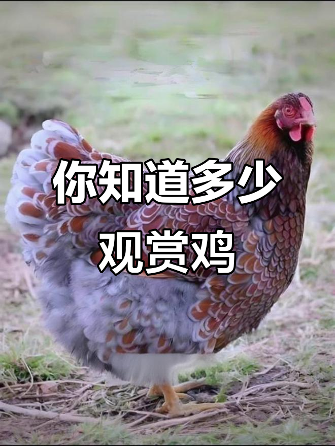 20种观赏鸡大揭秘，看看你认识几种？