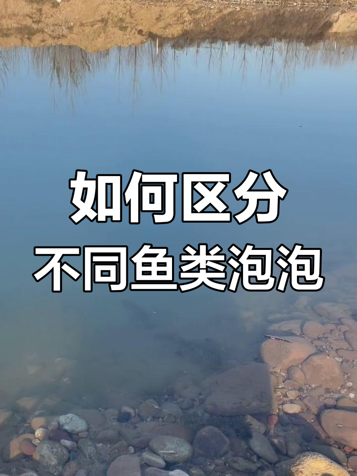 草鱼、鲫鲤青鱼的泡型区别,如何判断?