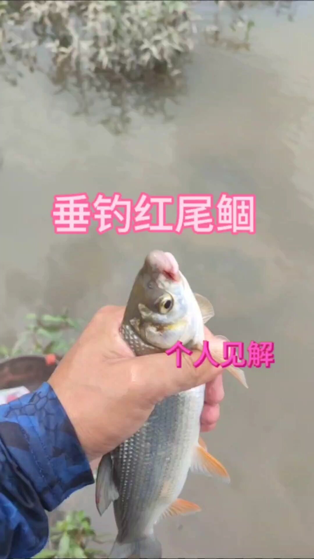 红尾鲴详细教学