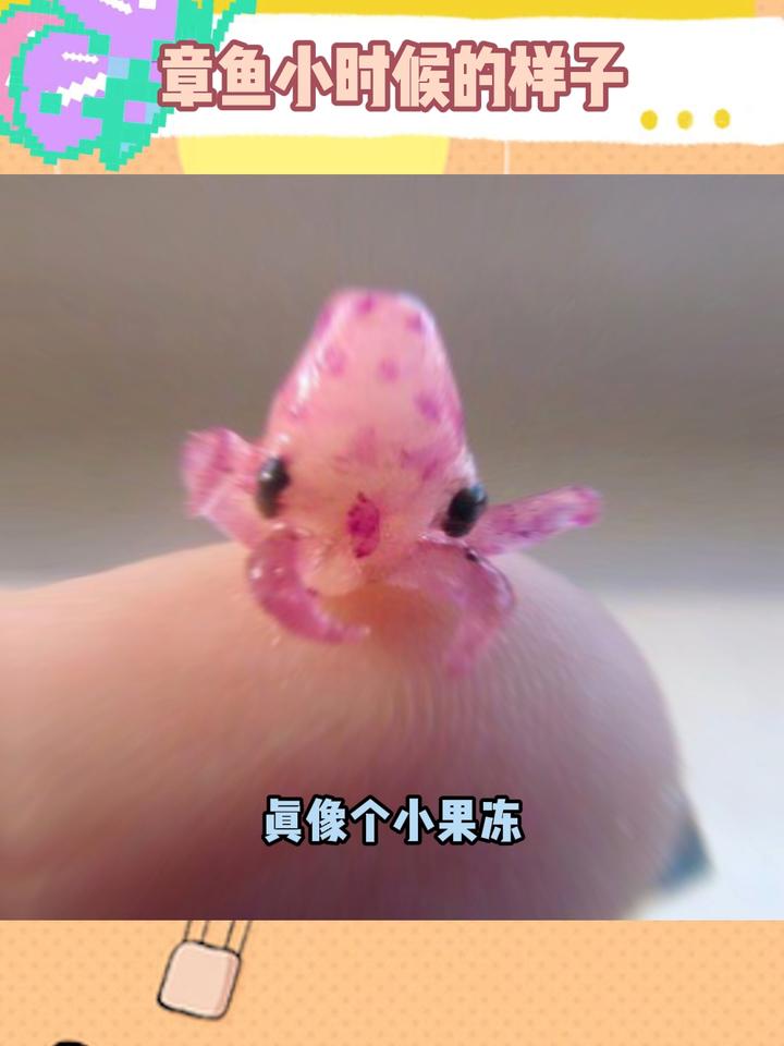 原来章鱼小时候长这样,一口一个!