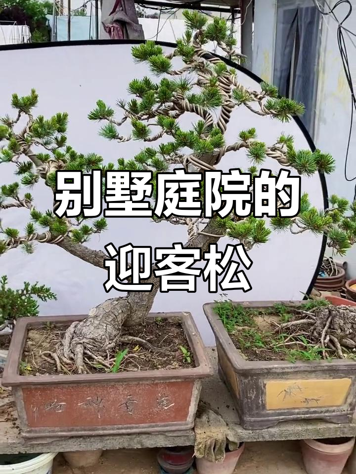 迎客松盆景造型,别墅庭院设计实拍