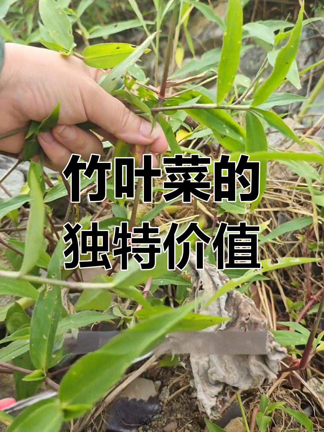 农村常见野菜:鸭跖草的奇妙用途