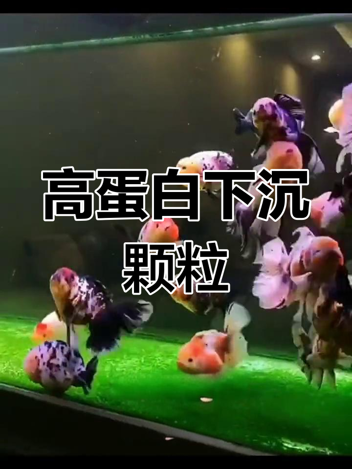 兰寿泰狮鱼饲料喂养指南