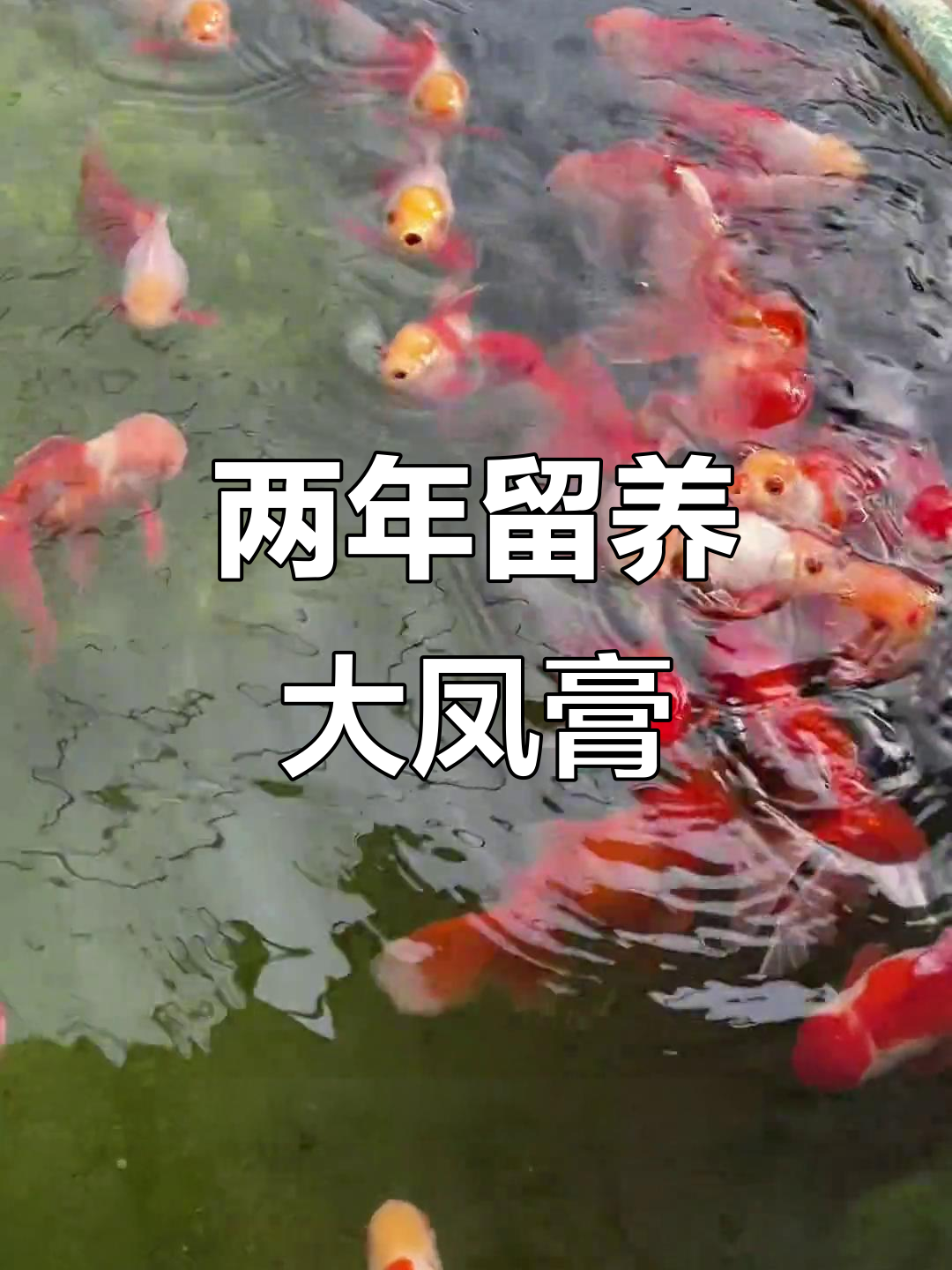 两年精心培育的凤高金鱼,品质优良价格实惠