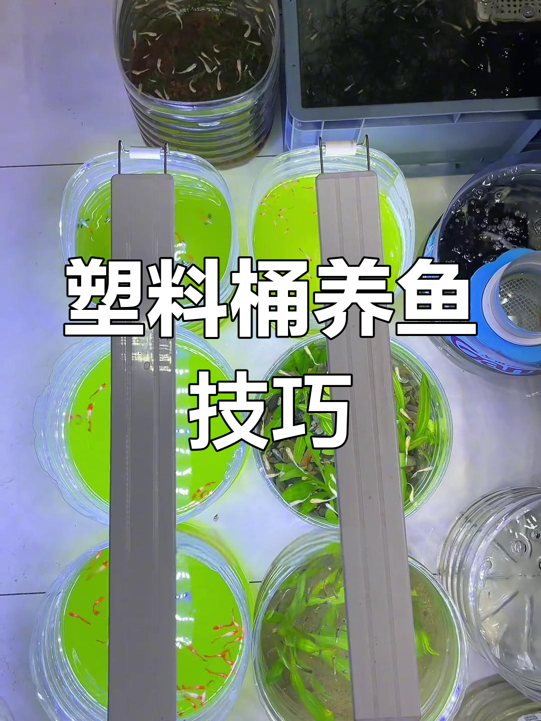用塑料桶和泡沫箱养鱼,轻松避免爆缸问题!