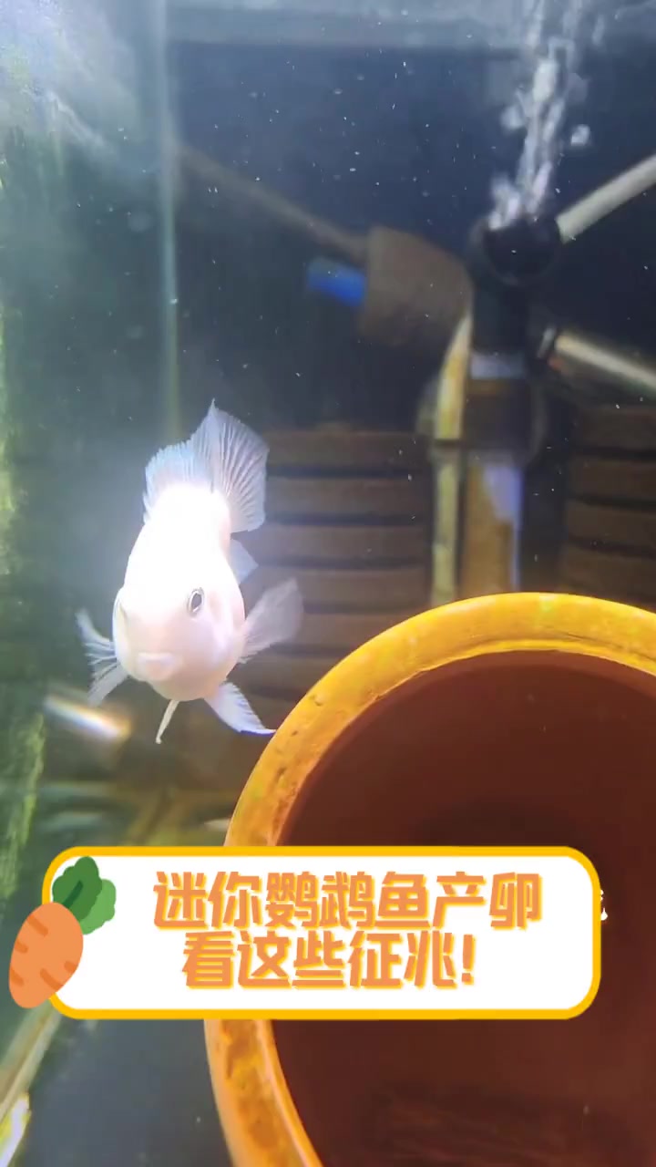 迷你鹦鹉鱼产卵,看这些征兆!