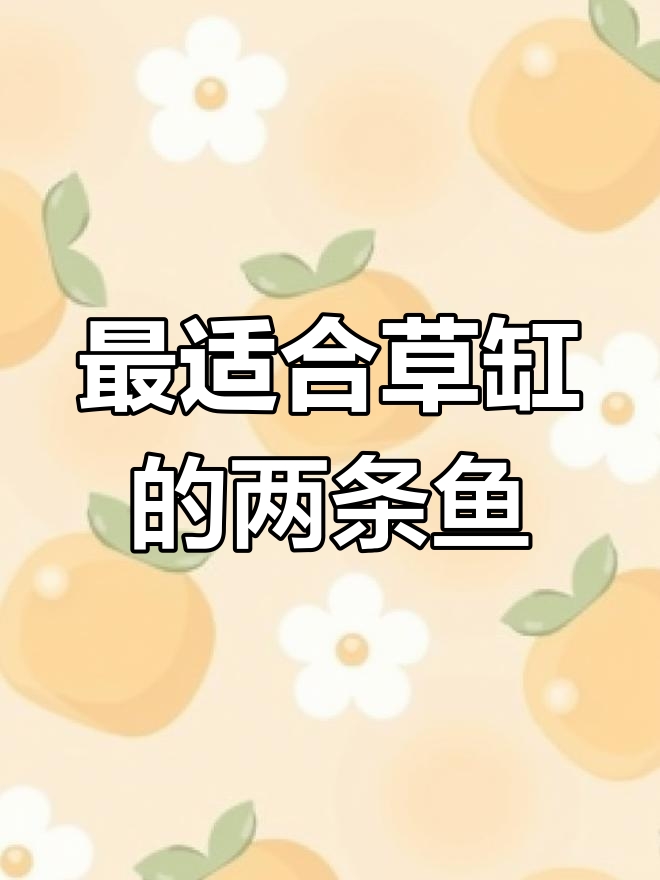 草缸搭配最佳两种鱼,轻松打造和谐生态