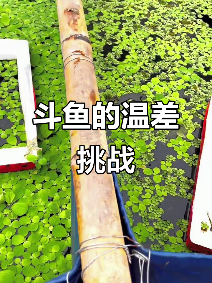 广东福建斗鱼生存差异揭秘:低温考验与抗病能力