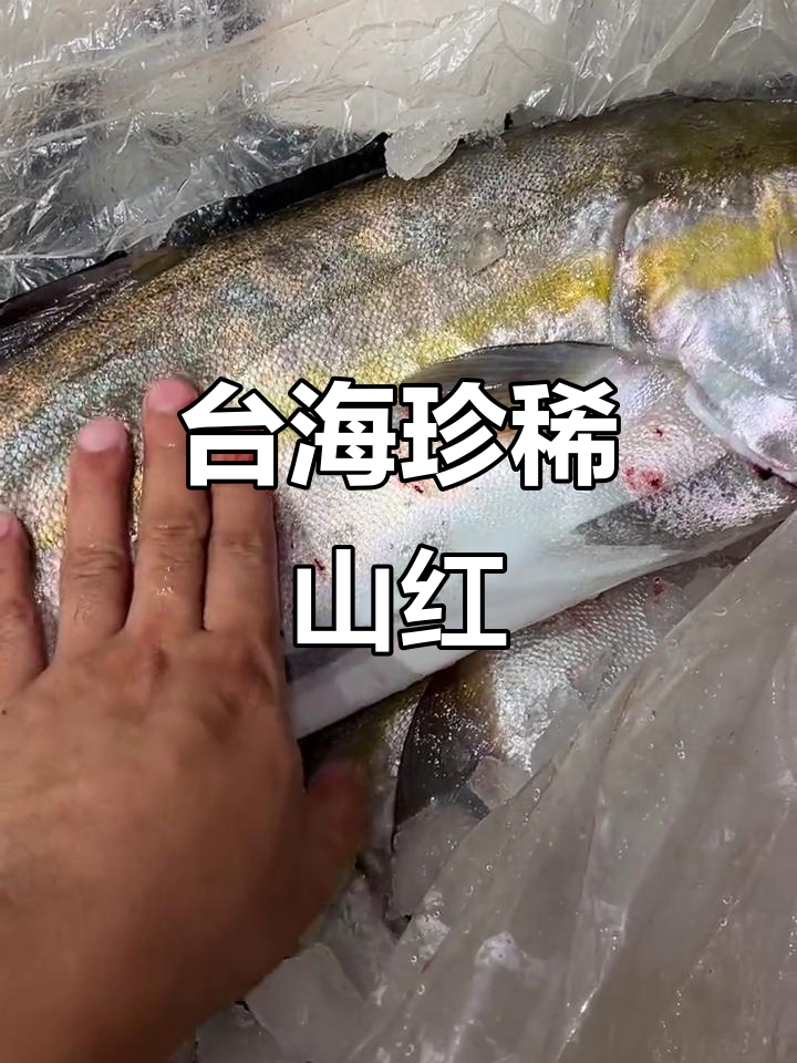 台海章红:珍贵山红鱼,火锅煎炸皆美味