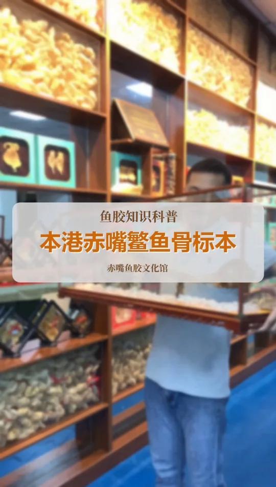 本港赤嘴鳘鱼骨标本