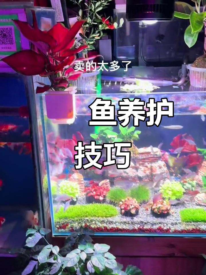 如何让鳑鮍鱼保持颜色不褪色？灯光和背景很重要