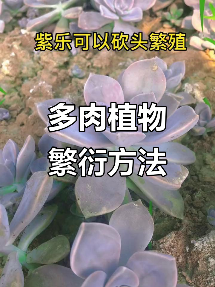 紫乐多肉繁殖技巧:砍头、叶插都能轻松搞定