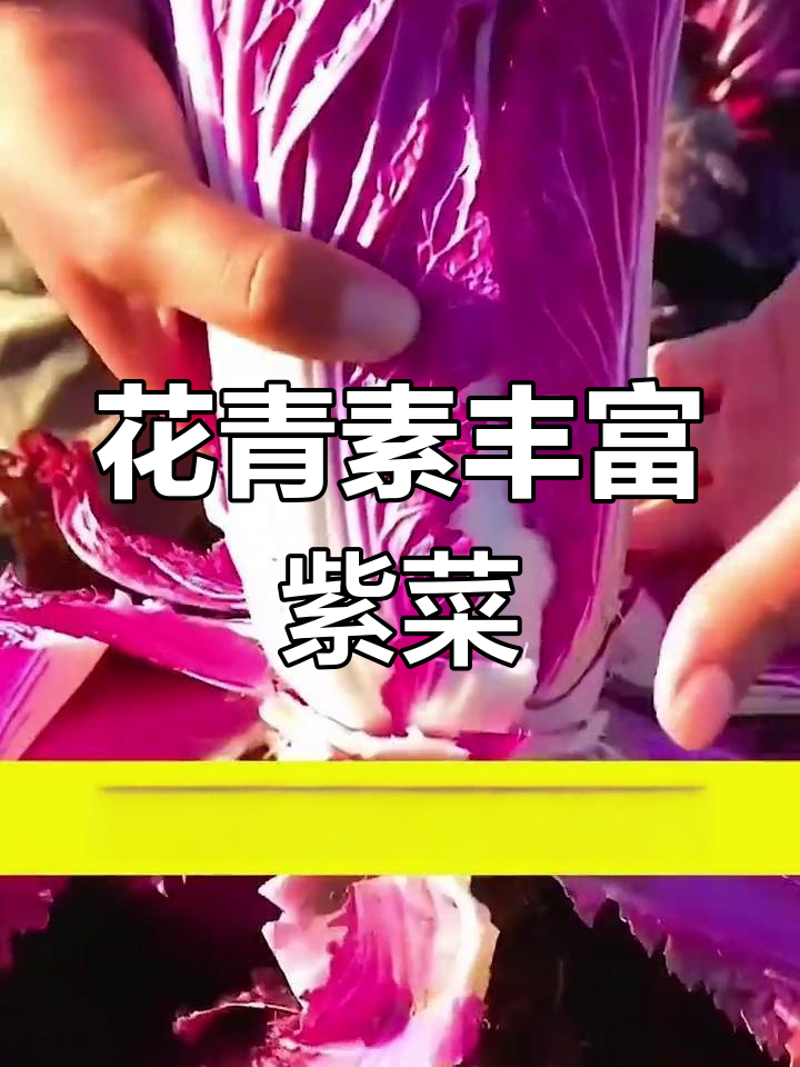 紫色白菜,富含花青素,生吃脆甜可口,赶紧试试吧!
