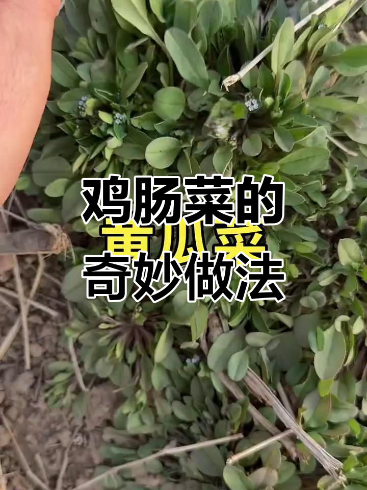 鸡肠菜:炒鸡蛋、蒸蛋糕,打嗝胀气也能吃!