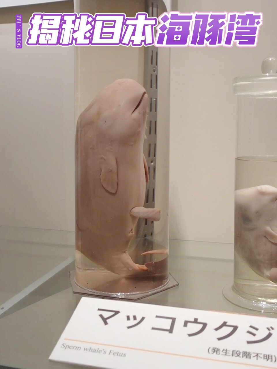 如果这些是海豚肉 你还吃得下去吗?
