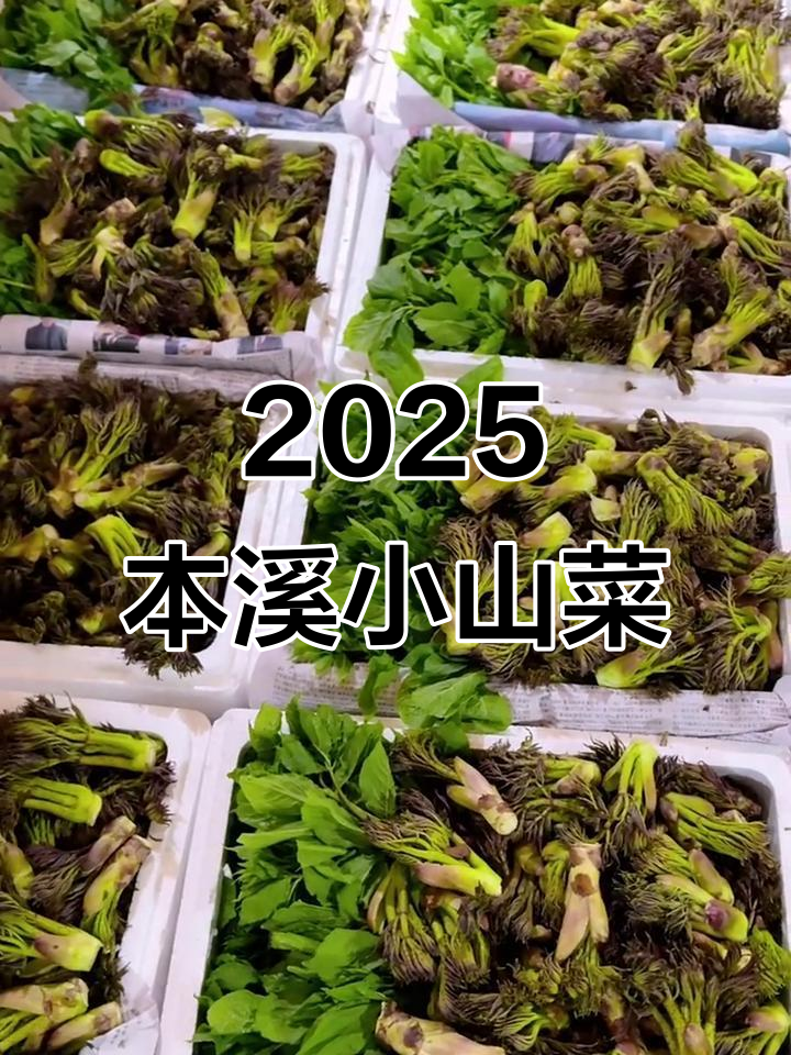 本溪山野菜新鲜上市,赤南芽四果瓣带你尝鲜
