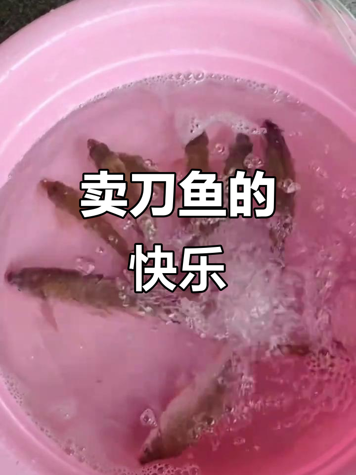 钱塘江刀鱼大丰收,140元卖了笑嘻嘻