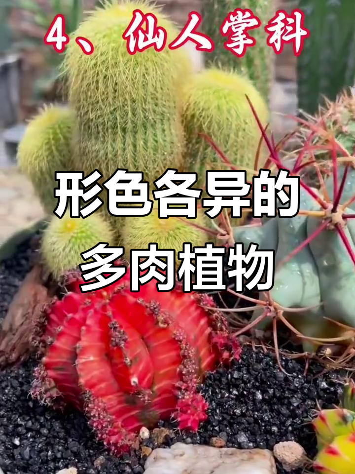 多肉植物分类大揭秘:从景天到龙蛇兰,一网打尽