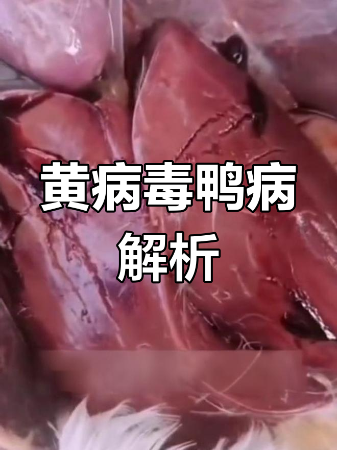 鸭子黄病毒症状揭秘:20天与30天的典型病例分析