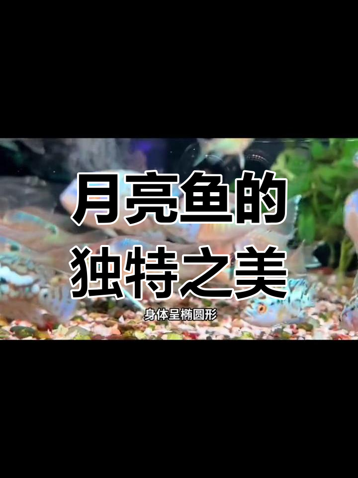 圣塔伦月亮鱼,蓝斑如月,南美食土鲷的独特标志