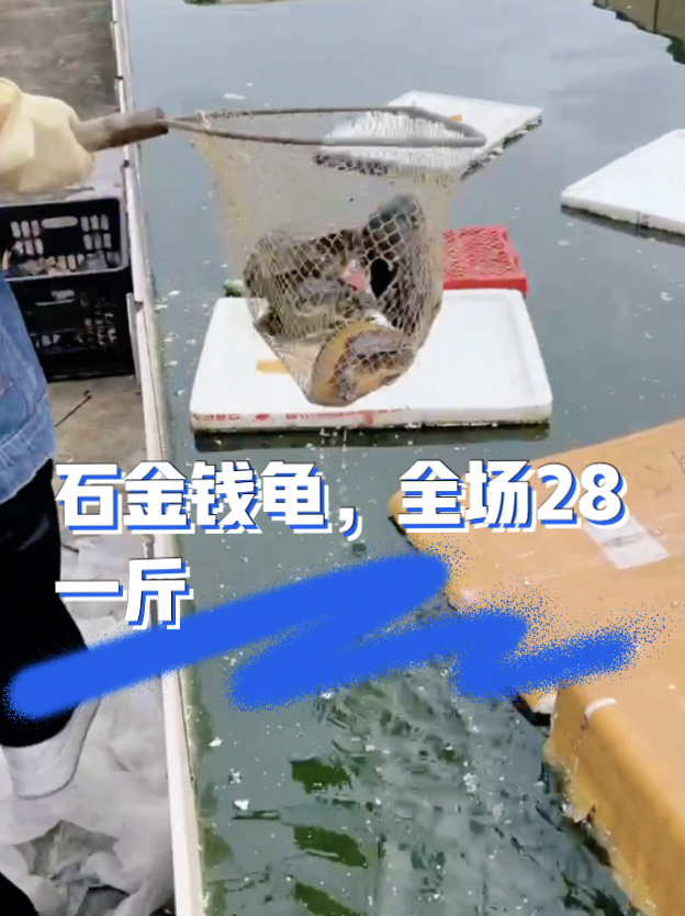 石金钱龟,煲汤一流