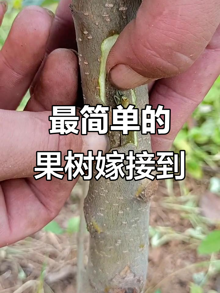 秋季果蔬嫁接技巧,简单易学木质芽接法