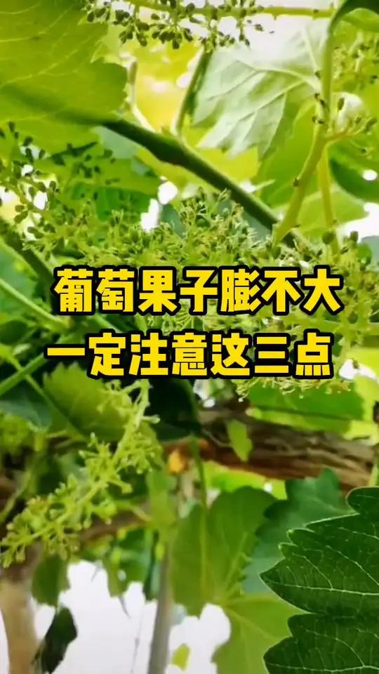 葡萄幼果膨大期管理要点