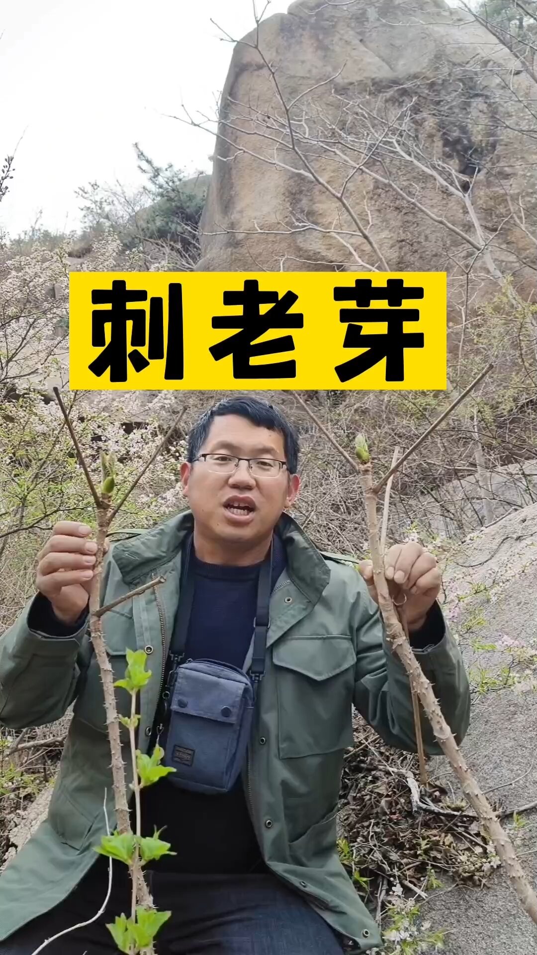 东北人最爱吃的野菜“刺老芽”,学名:楤木