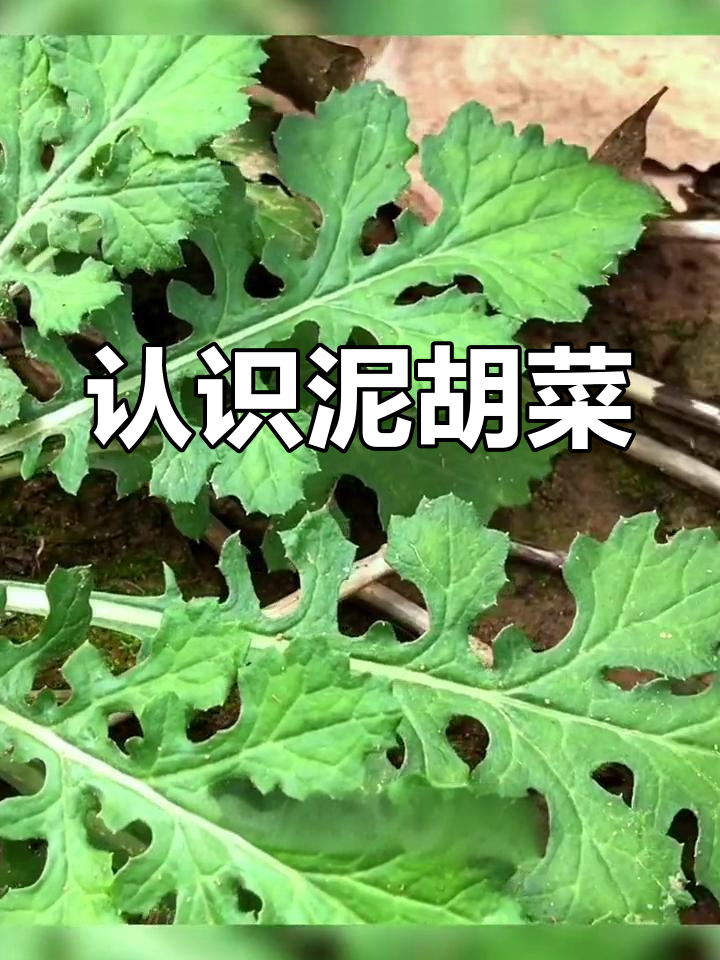 农村常见泥胡菜,竟是猪饲料和野菜!
