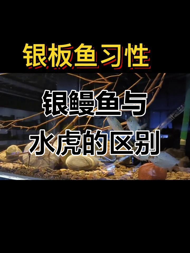 银板鱼不是水虎,了解这种鱼的独特魅力