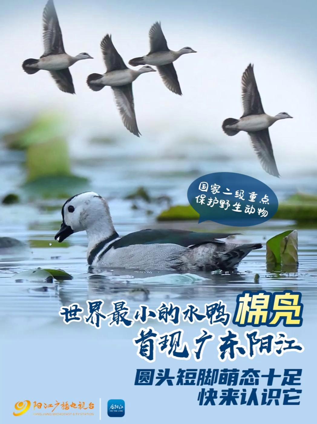 世界最小的水鸭棉凫首现广东阳江,圆头短脚萌态十足,快来认识它!