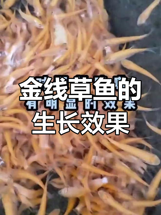 俄罗斯金线草鱼养殖与功效