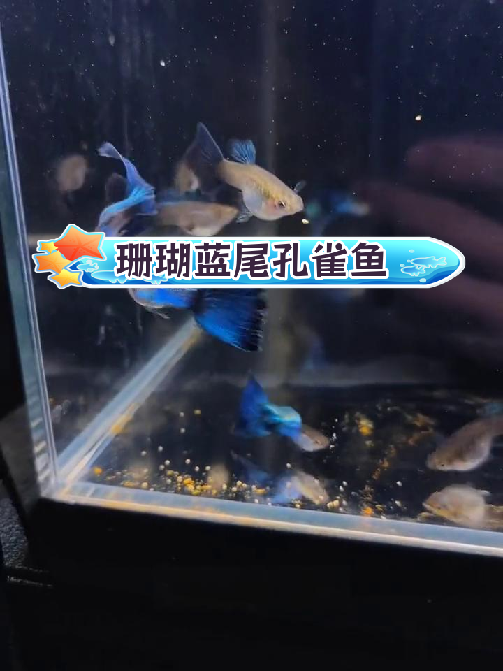 珊瑚蓝尾孔雀鱼状态渐佳,喂食秘制饲料