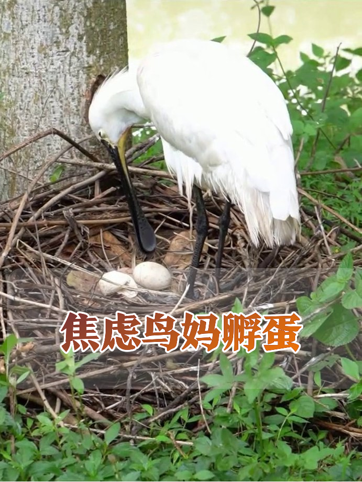 鸟妈孵蛋太焦虑!用嘴戳蛋八百遍,网友:像极了我等快递