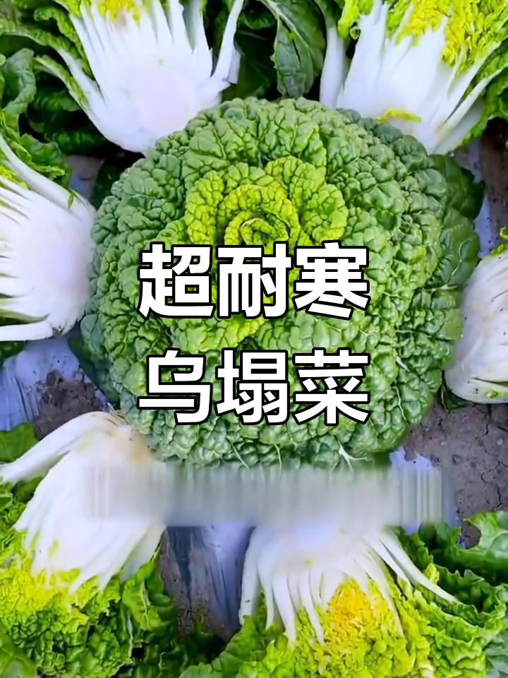 冰箱也能种蔬菜,零下20度冻不死!