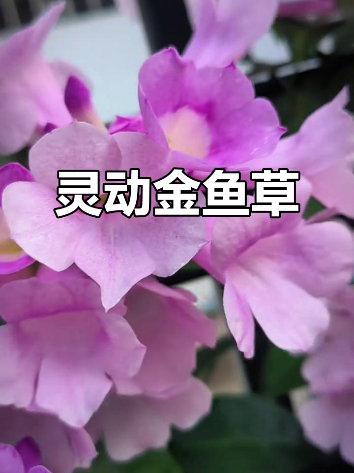 金鱼草花,美丽如画,绽放自然界的独特风采