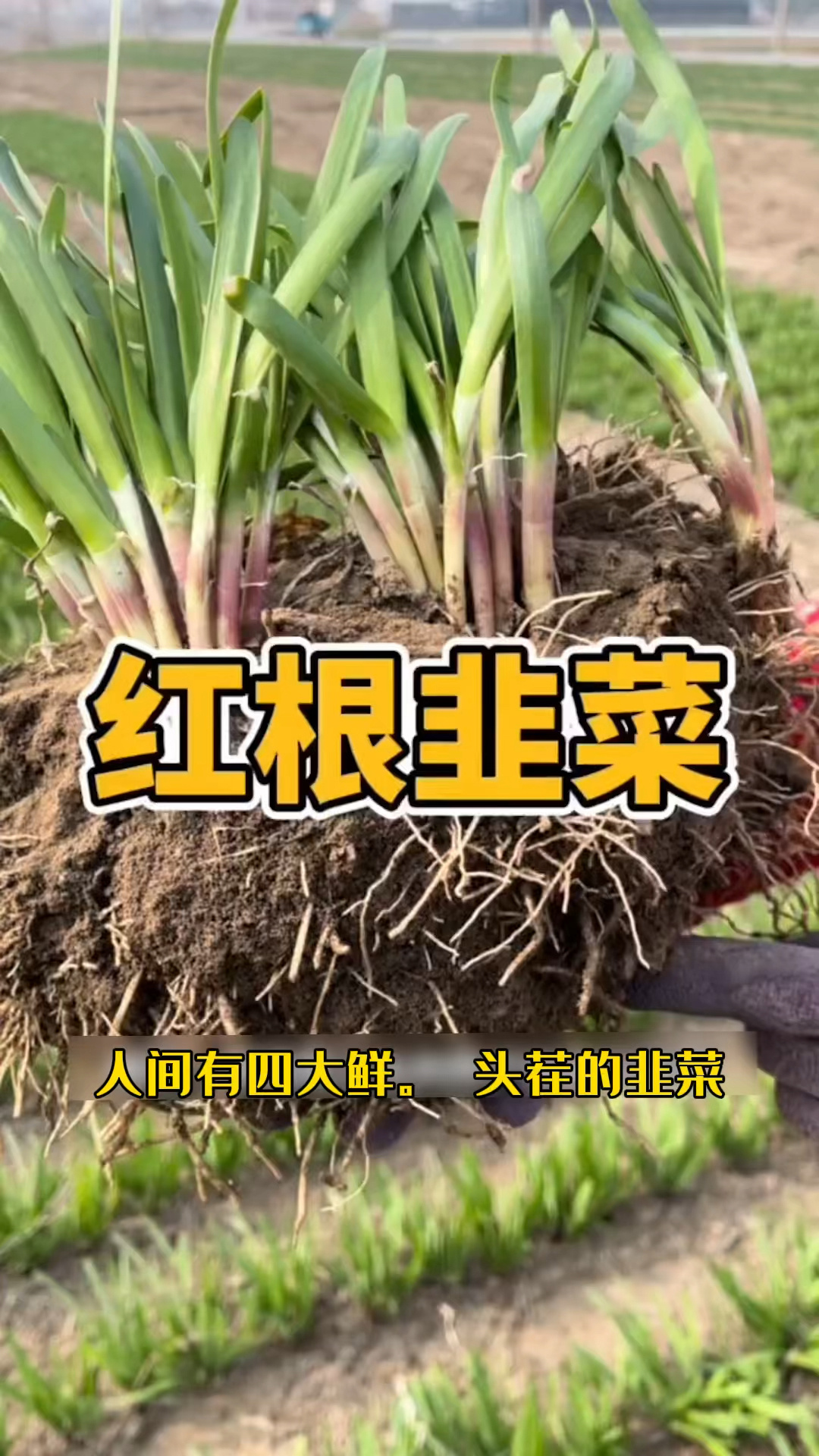 推荐一款好韭菜品种!