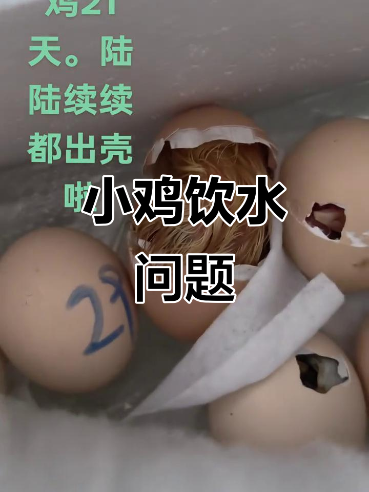 小鸡出壳后,有几只不会喝水,急死人了!