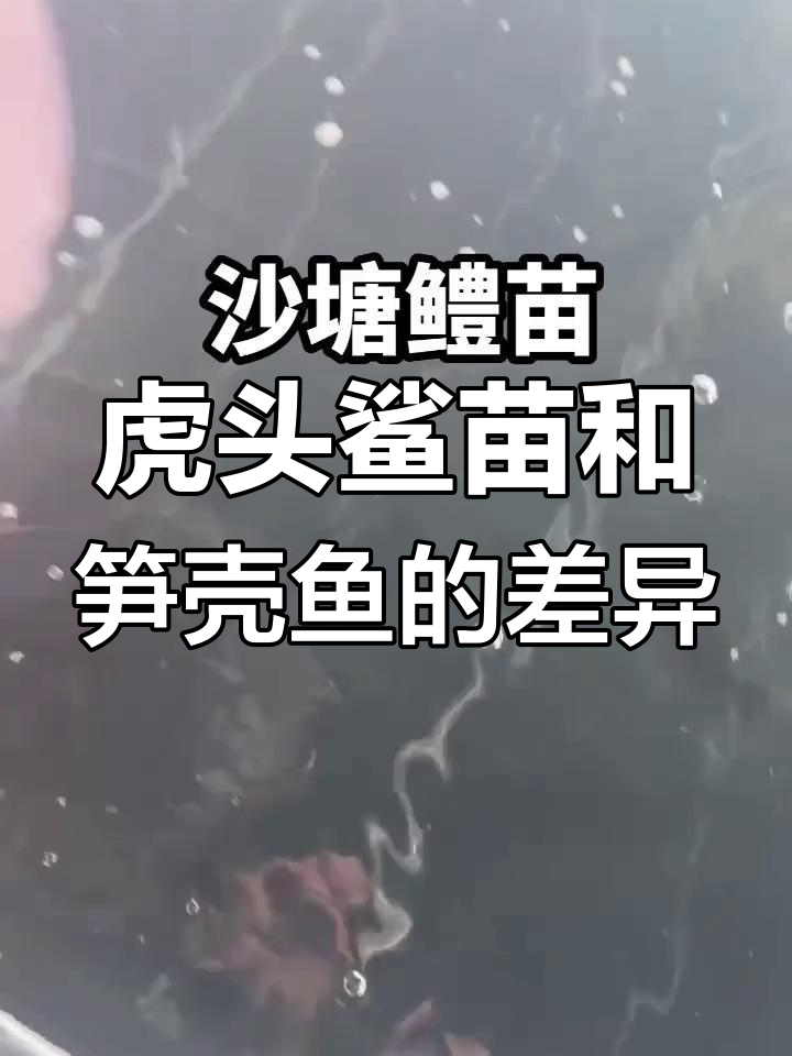 各地叫法不同,虎头鲨苗与笋壳鱼有何区别?