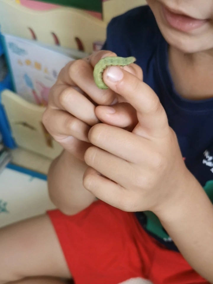 图图讲昆虫-菜粉蝶幼虫