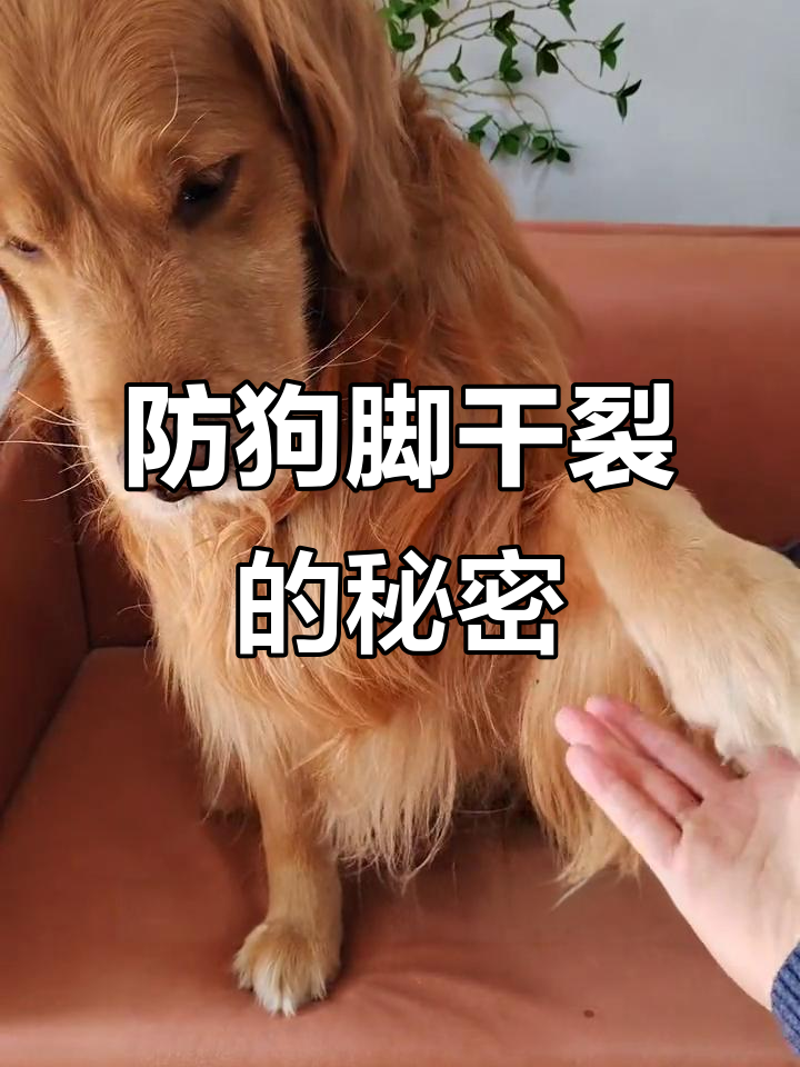 冬季狗狗脚底干裂?试试这款沙棘果润脚膏,保护肉垫不遭罪