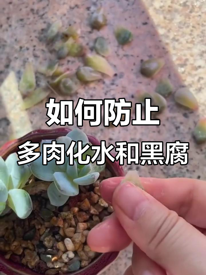 多肉叶片化水怎么办?黑腐病害如何预防