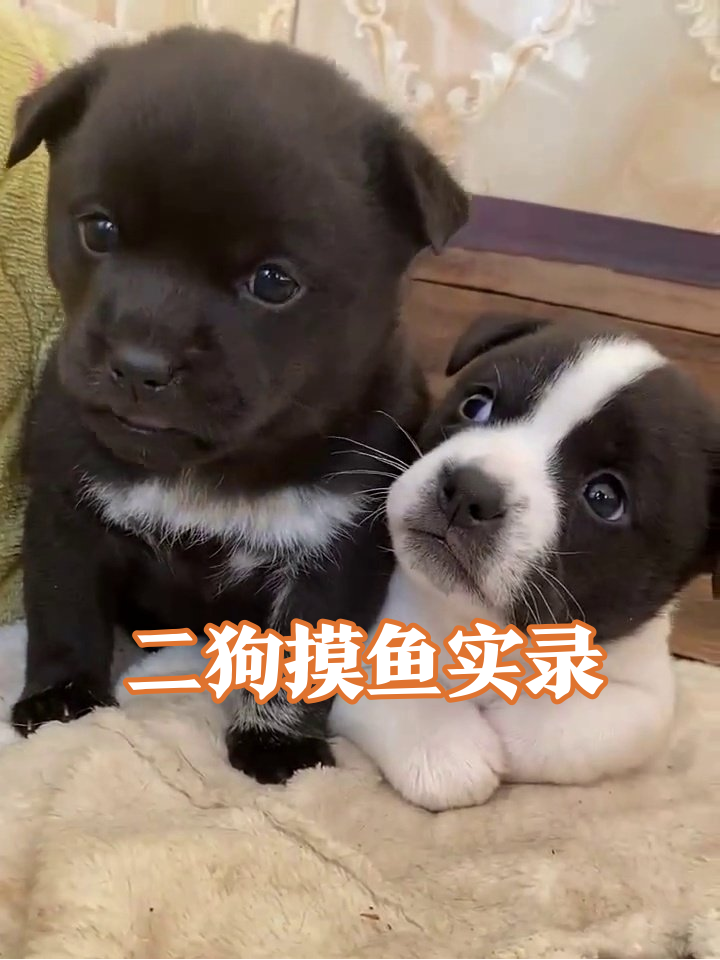 黑汪打哈欠白汪装睡,两只奶狗的摸鱼日常太治愈