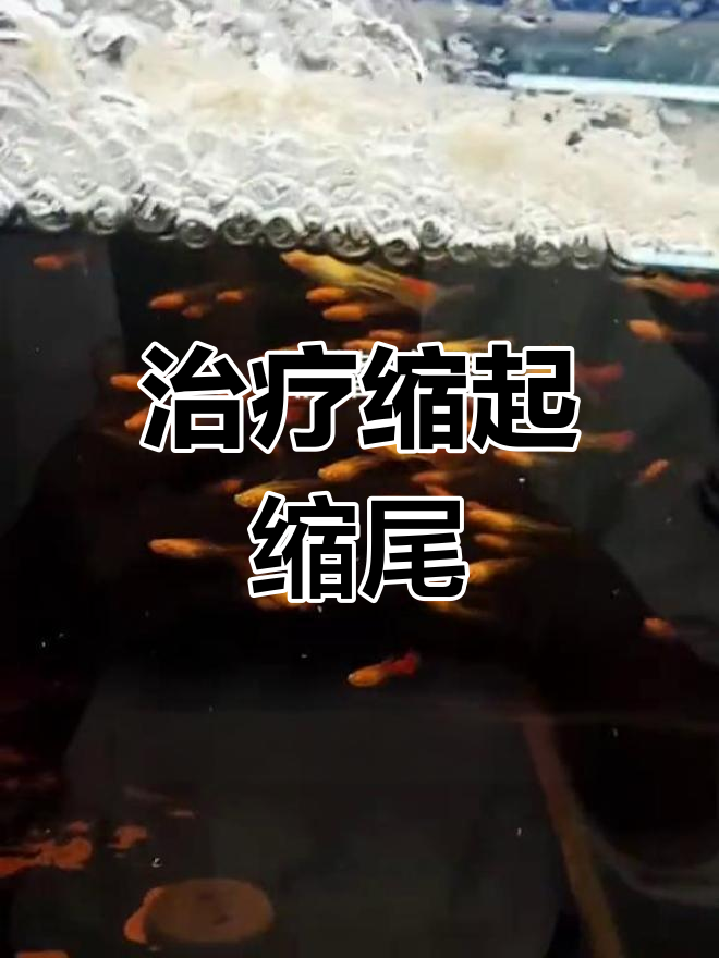 孔雀鱼缩尾病治疗法