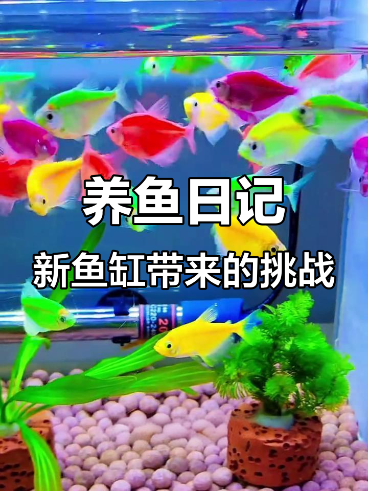鱼缸大改造,热带鱼与冷水鱼的抉择