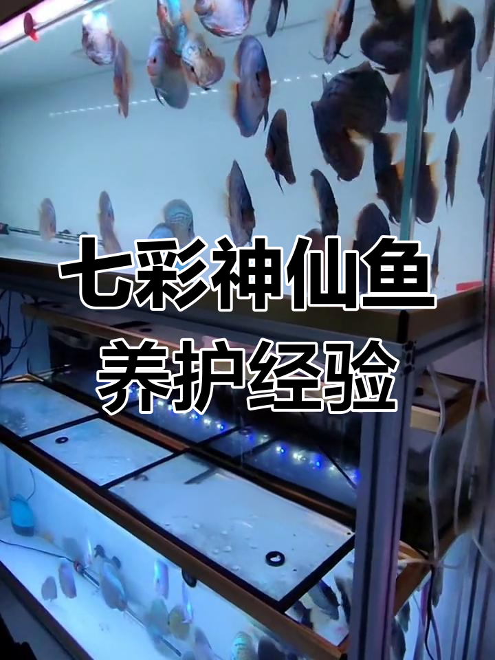 七彩神仙鱼养殖技巧:从水质到单品种饲养全攻略