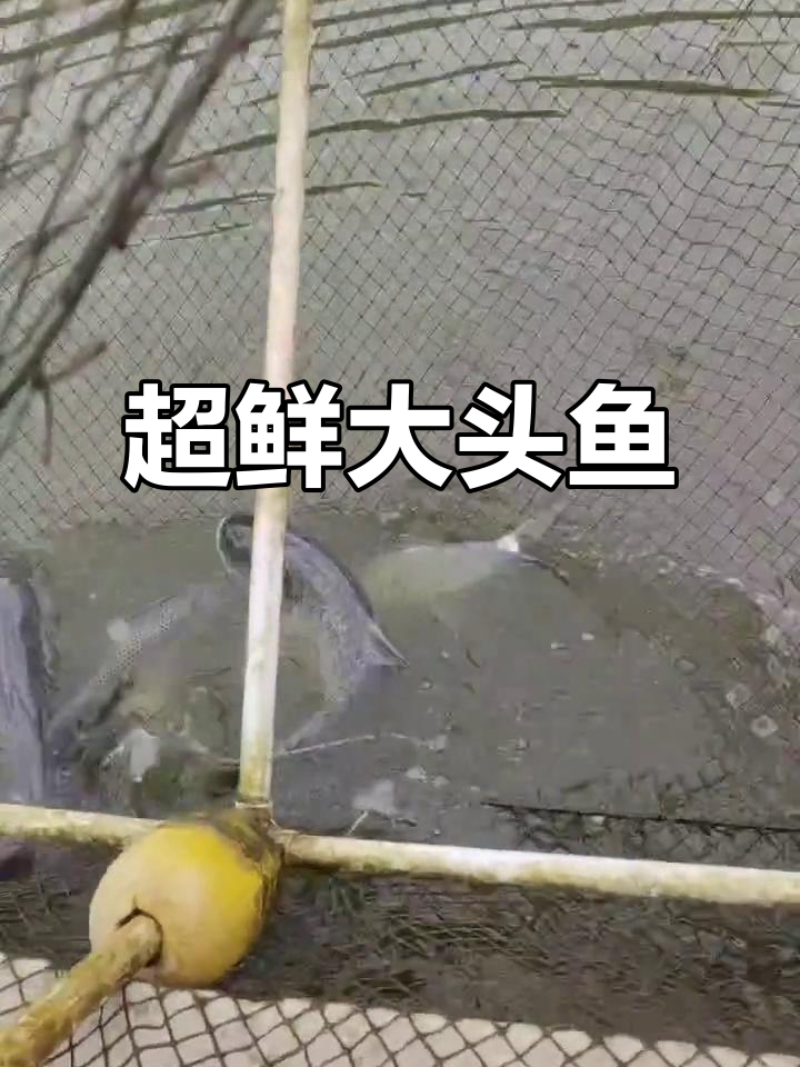 新鲜大头鱼,瘦身成功!纹理清晰可见