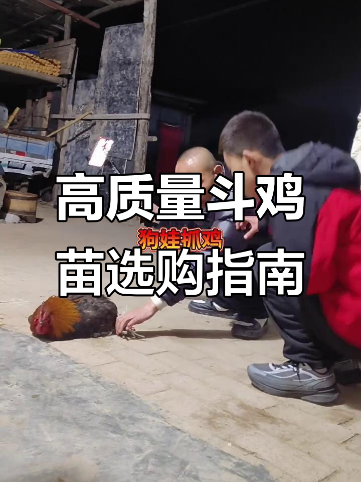 斗鸡苗养殖技巧大揭秘,如何挑选优质品种
