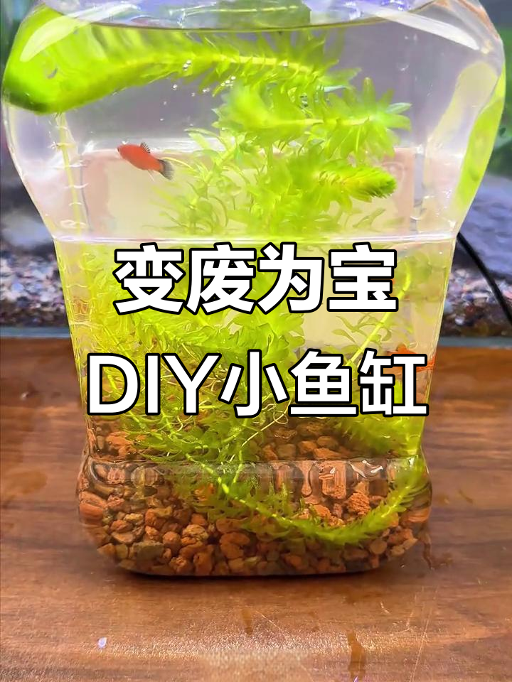 废旧瓶子变鱼缸,简单几步打造生态小水景